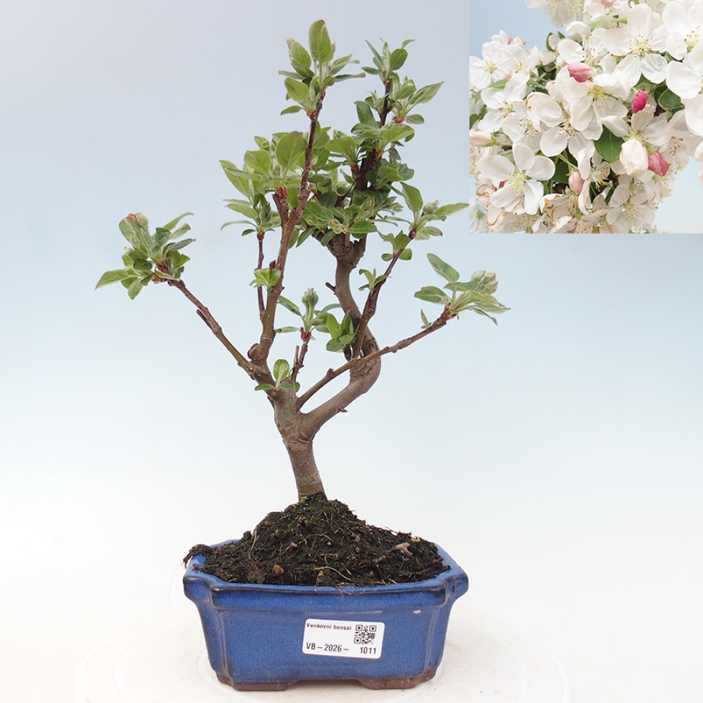 Outdoor bonsai -Malus halliana - Small-fruited apple tree
