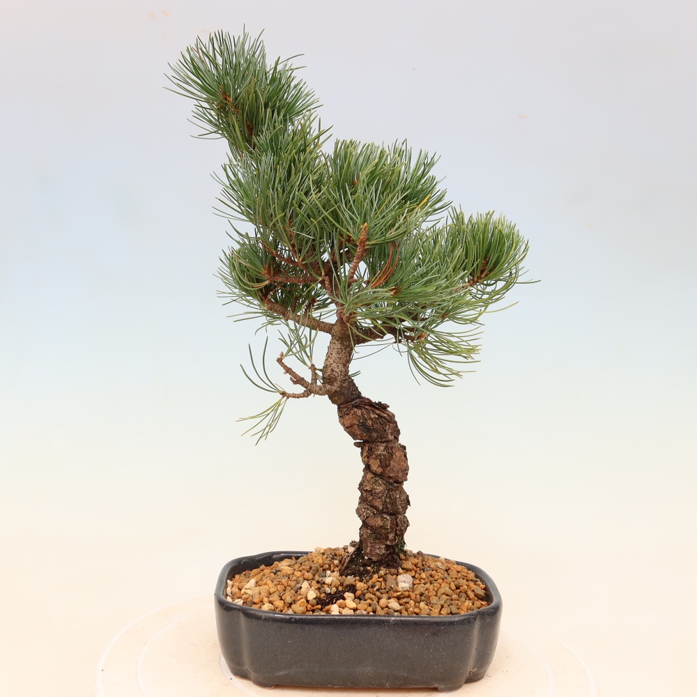 Outdoor bonsai - Pinus parviflora - Pinus parviflora