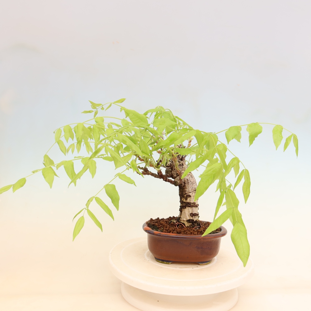 Outdoor bonsai - Wisteria floribunda