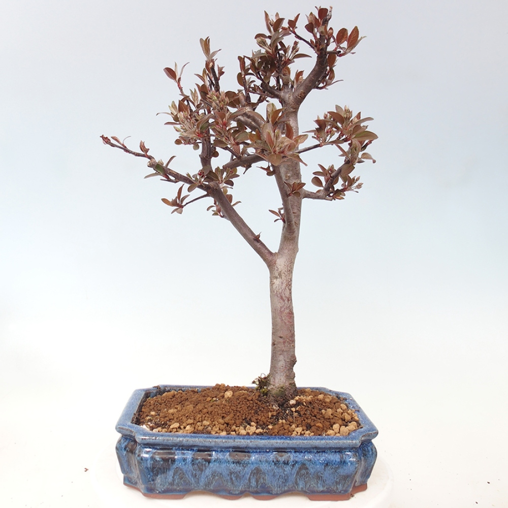 Outdoor bonsai -Malus domestica - Small-fruited red-leaved apple tree