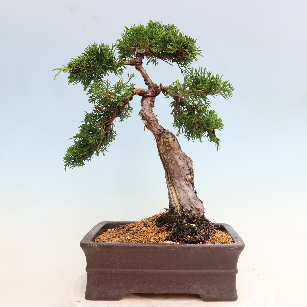 Outdoor Bonsai - Juniperus chinensis Itoigawa - Chinese Juniper
