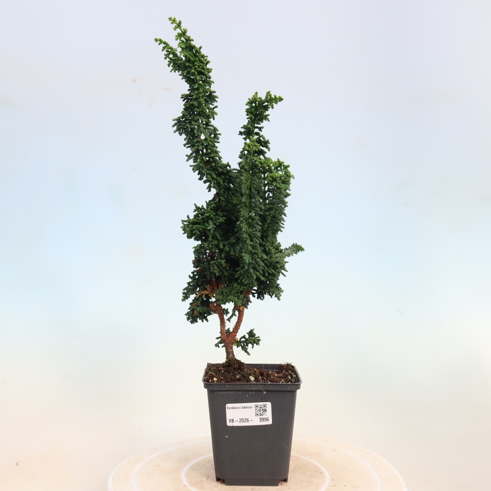 Outdoor bonsai - Cham. obtusa SEKKA HINOKI - Cypress