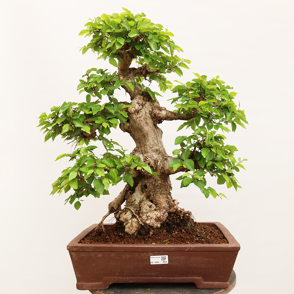 Outdoor bonsai - Carpinus Coreana - Korean hornbeam