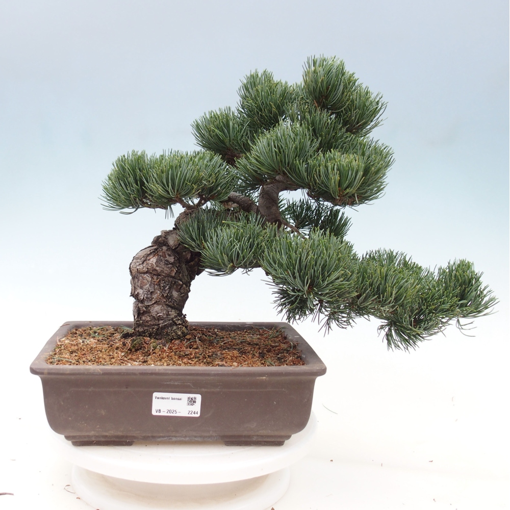 Outdoor bonsai - Pinus parviflora - Small pine tree