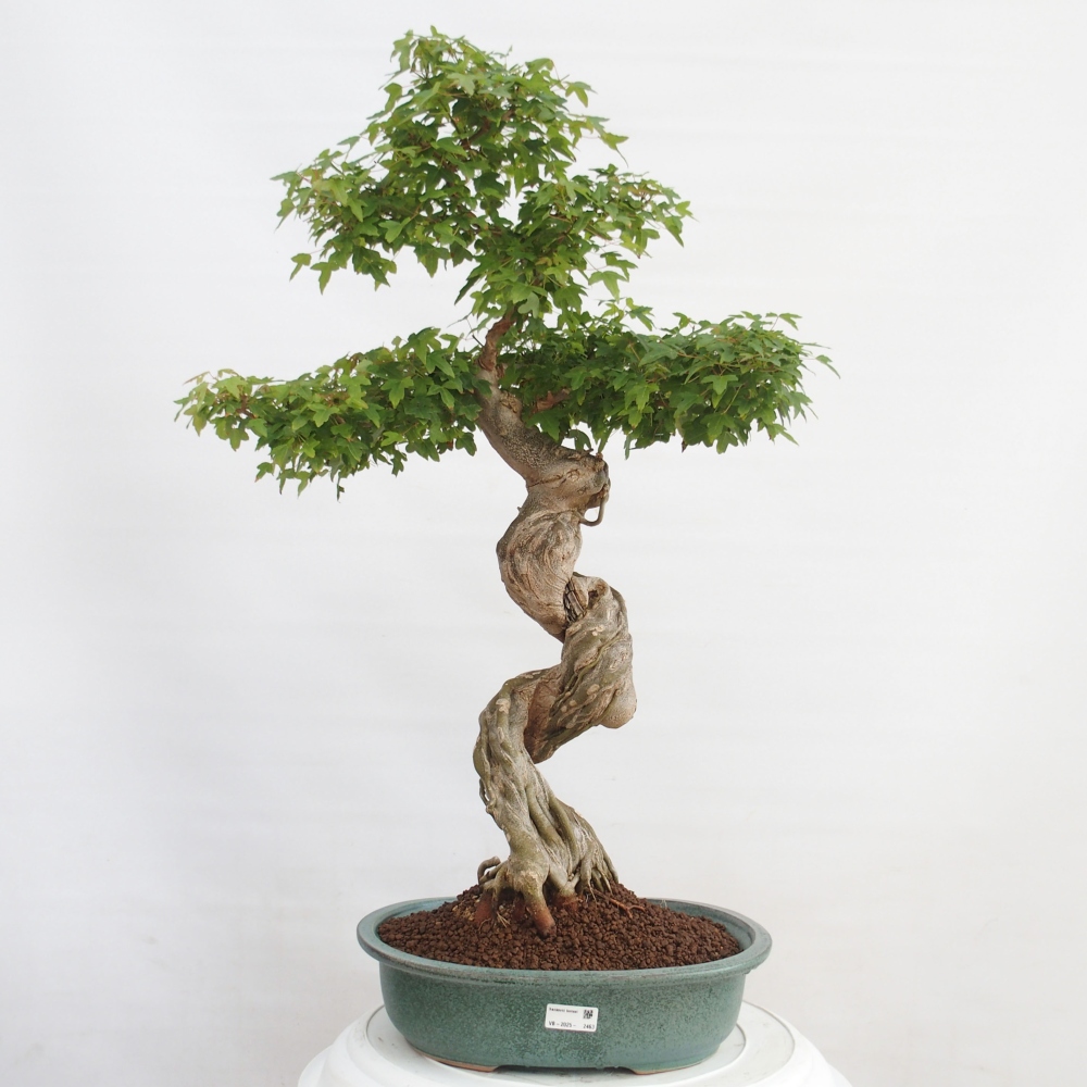 Outdoor bonsai - Maple Buergerianum - Burger Maple