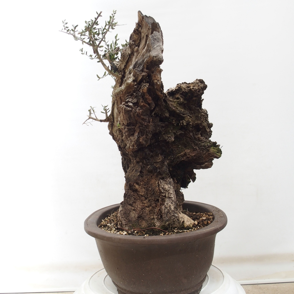 Indoor bonsai - Olea europaea sylvestris - European small-leaved olive oil