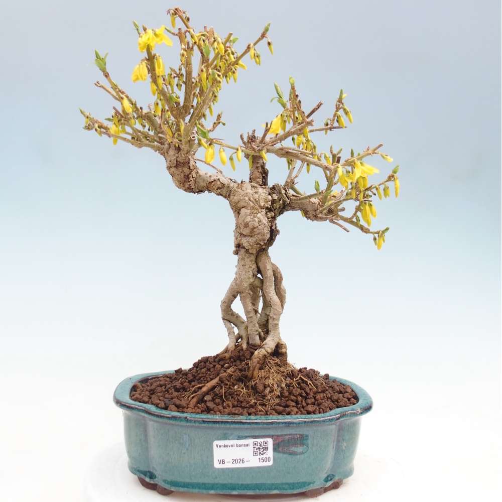 Outdoor bonsai - Zlatice - Forsythia koreana