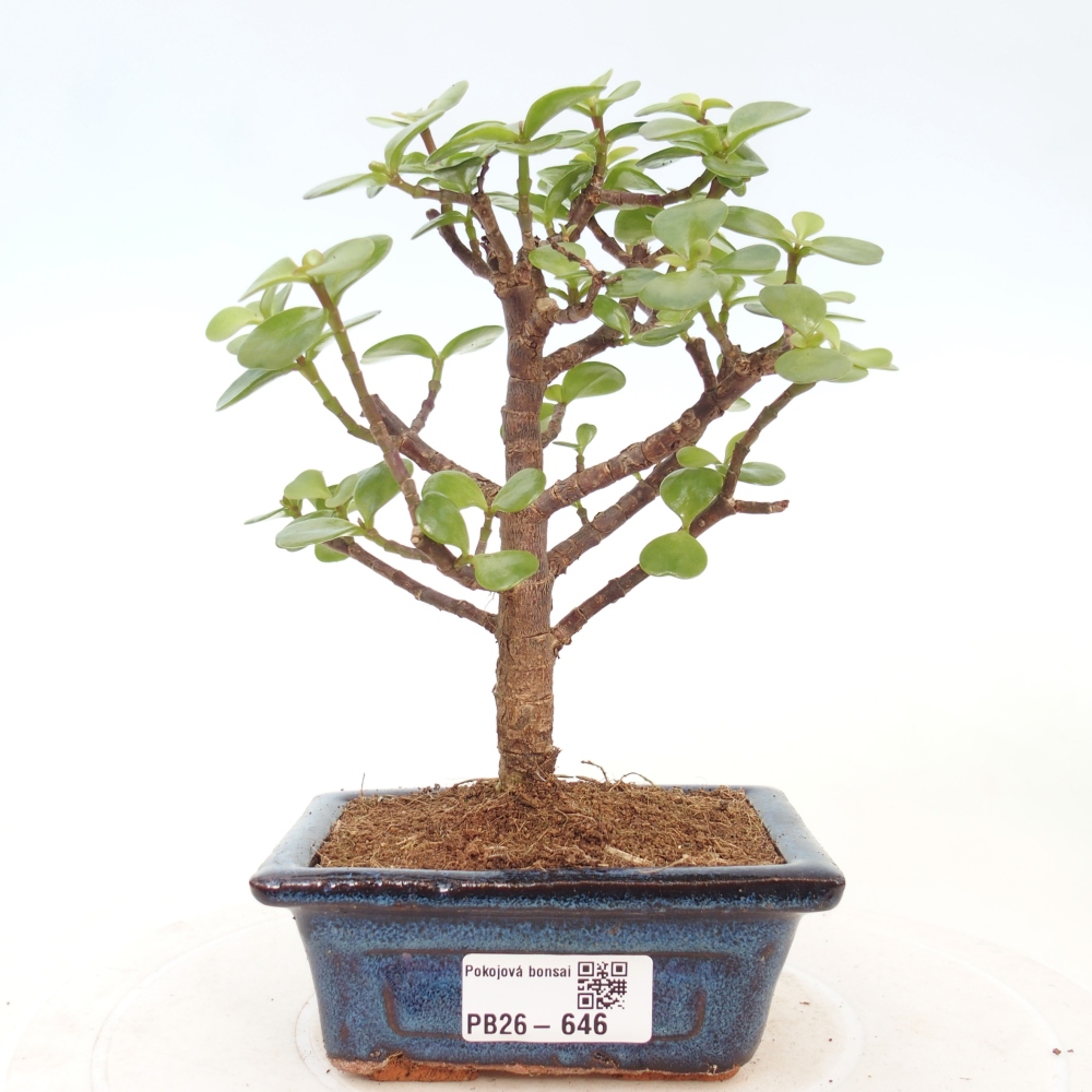 Room bonsai - Portulakaria Afra - Tlustice