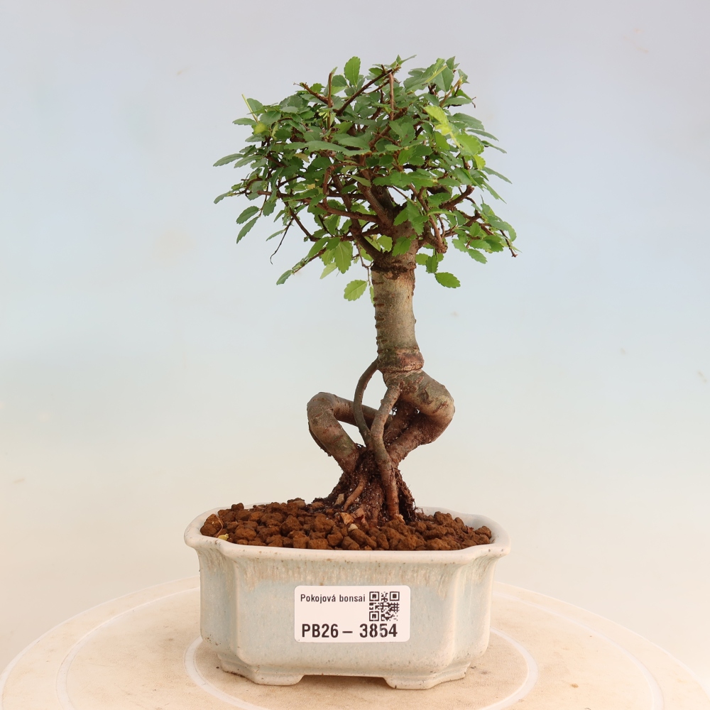 Room bonsai - Ulmus parvifolia - Small-leaved elm