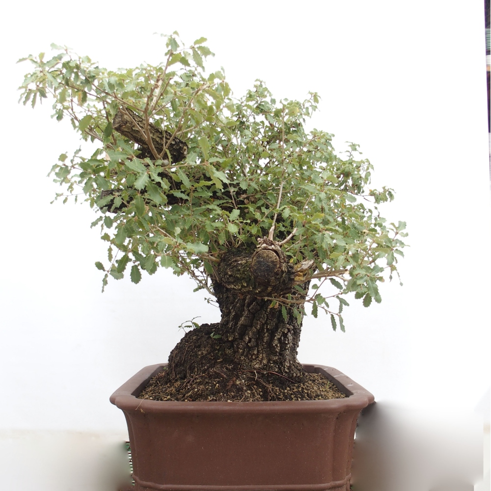 Yamadori - Quercus Ilex - Oak holly