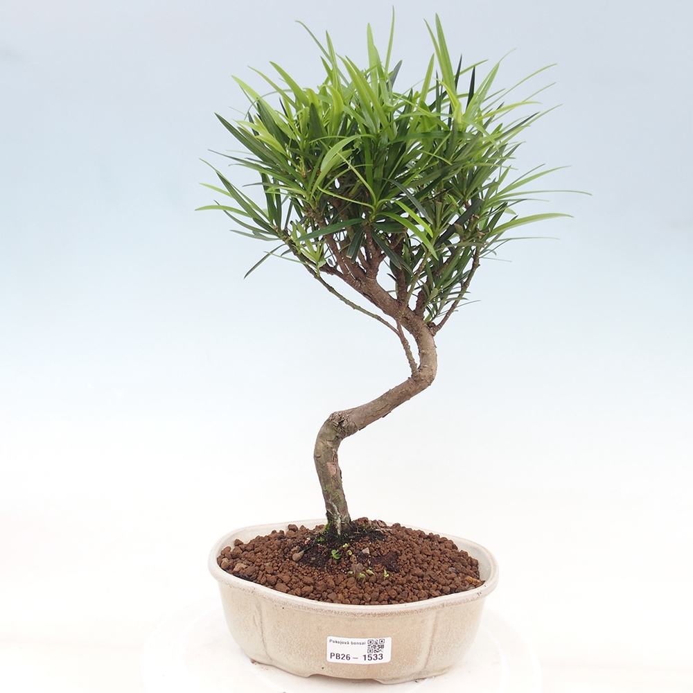 Room bonsai - Podocarpus - Stone Yew