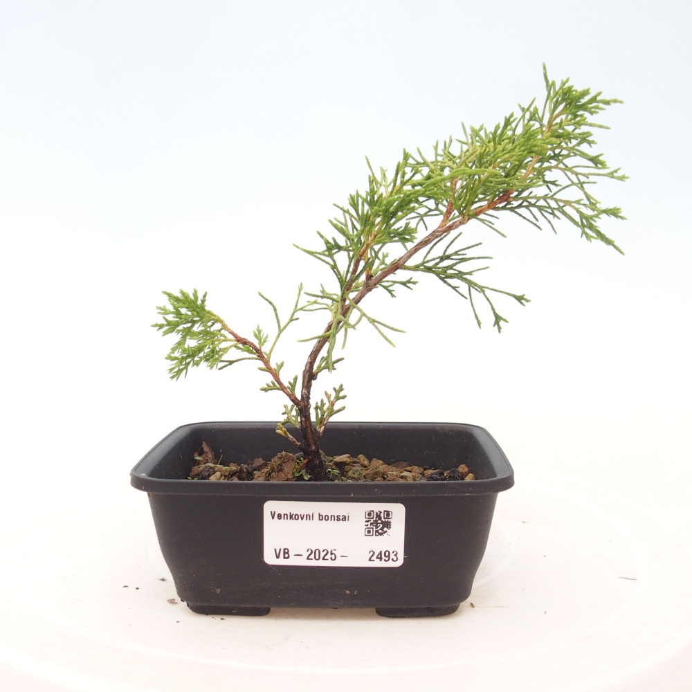 Outdoor bonsai - Juniperus chinensis Itoigawa - Chinese juniper