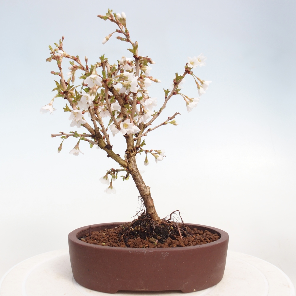 Outdoor bonsai - Prunus incisa Kojou-no mai-Plivon cut out