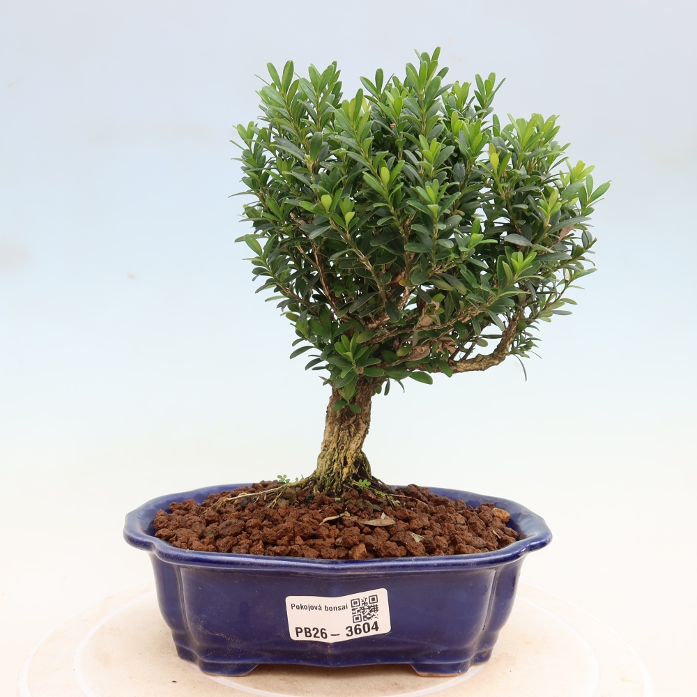 Room bonsai - Buxus harlandii - cork buxus