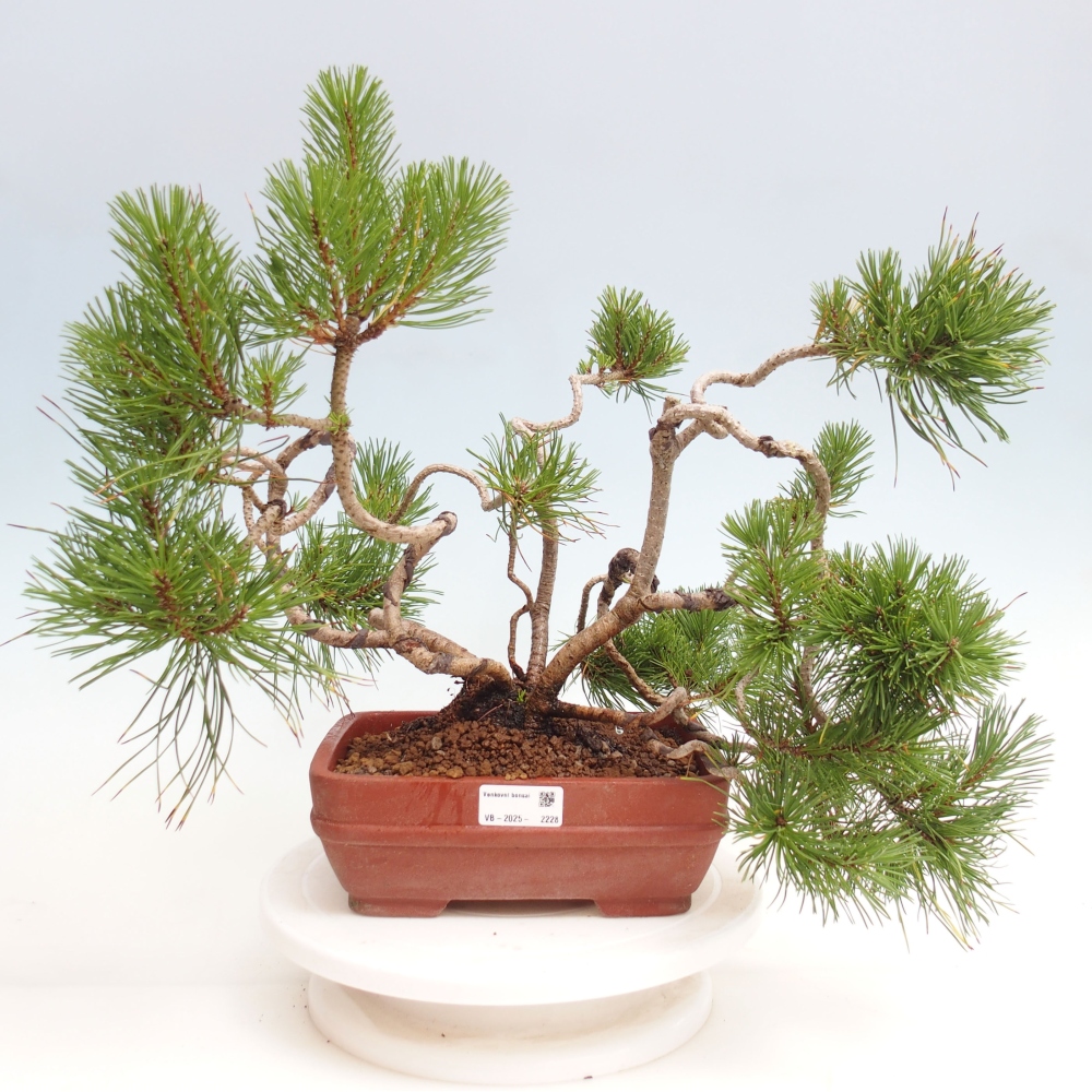Outdoor bonsai - Pinus Mugo - Pine