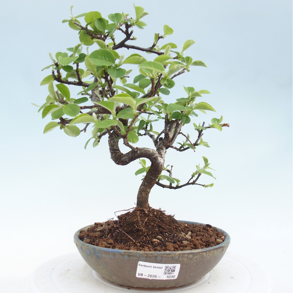 Outdoor bonsai - Chaneomeles chinensis