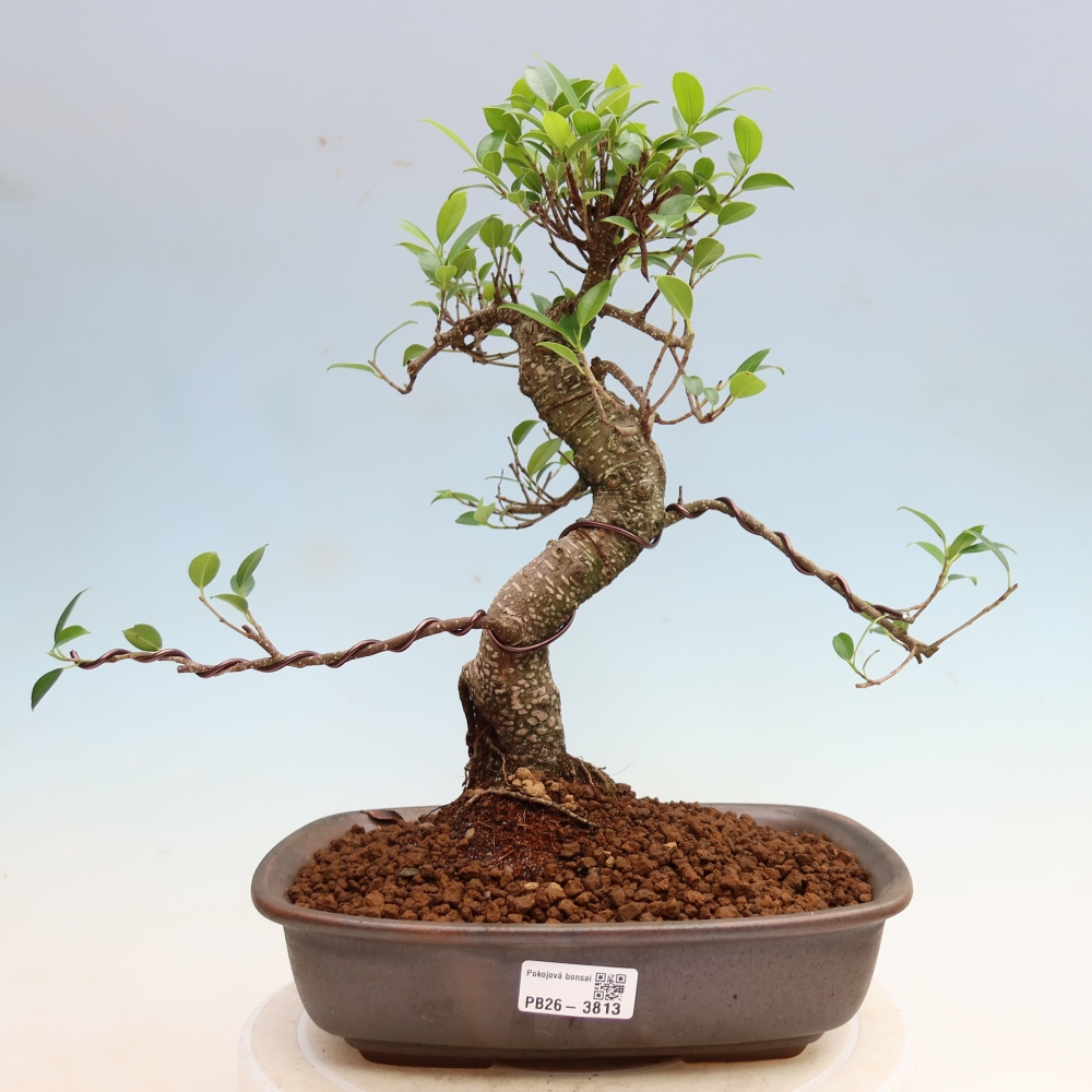 Room bonsai - Ficus kimmen - small-leaved ficus
