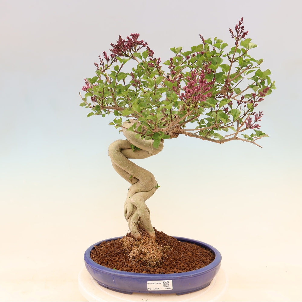 Outdoor bonsai - Syringa microphylla - small-flowered lilac