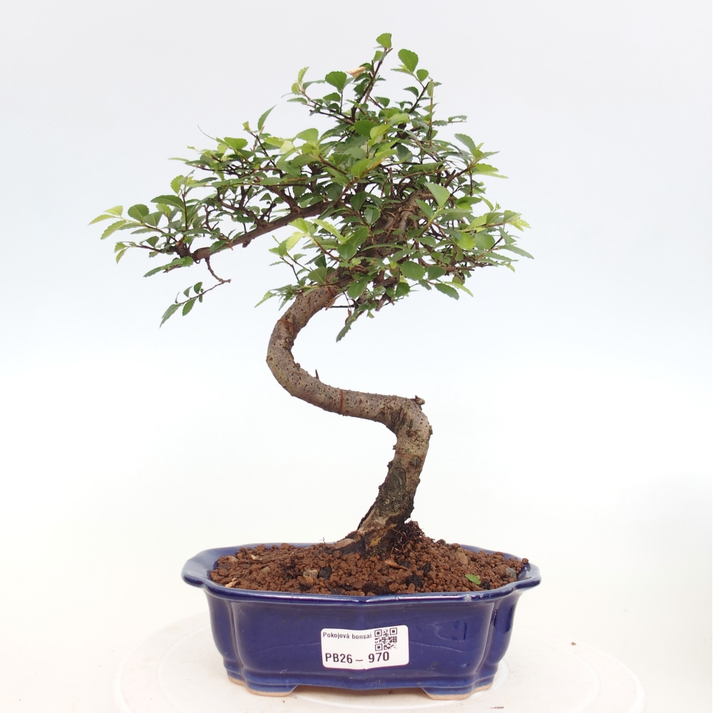 Room bonsai - Ulmus parvifolia - Small-leaved elm
