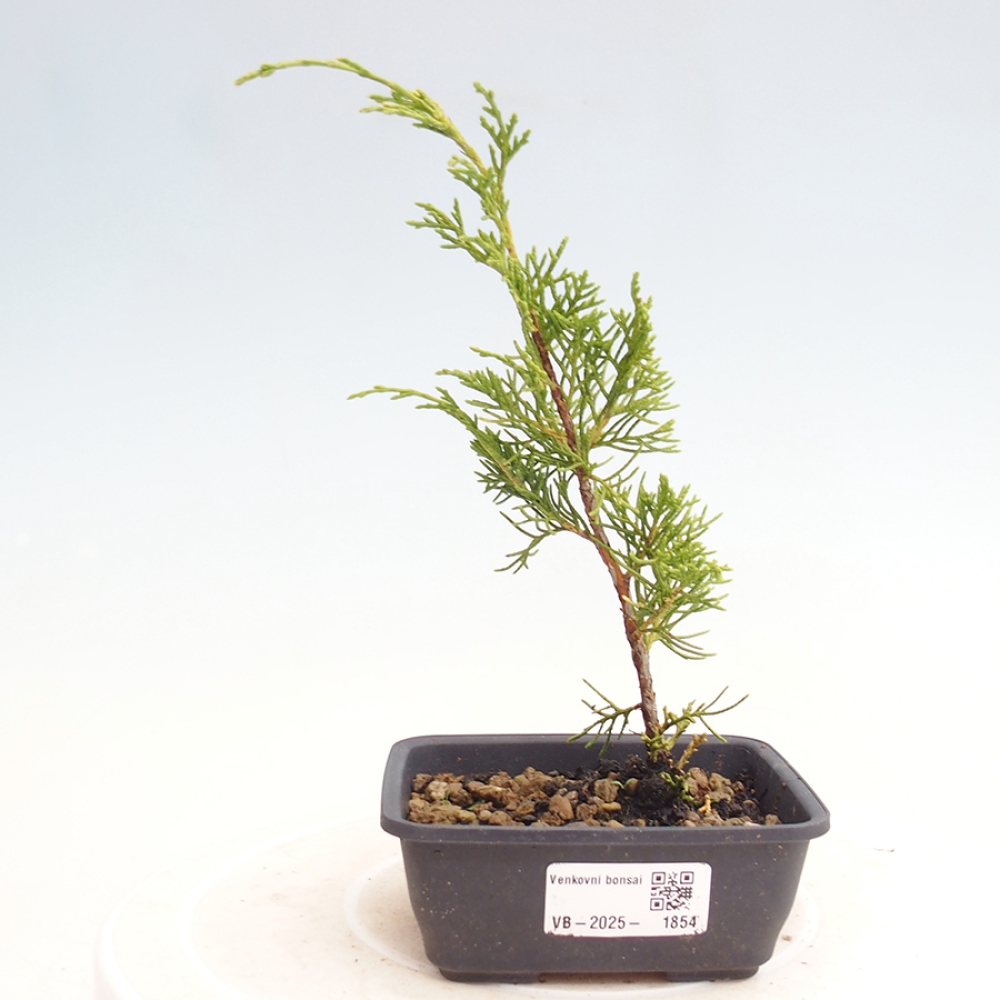 Outdoor bonsai - Juniperus chinensis Itoigawa - Chinese juniper