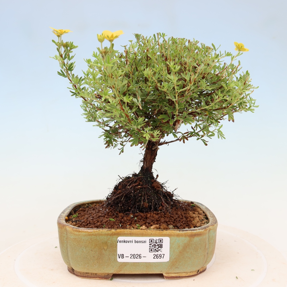 Outdoor Bonsai—Shrubby Cinquefoil (Potentilla fruticosa) 'Goldkissen'