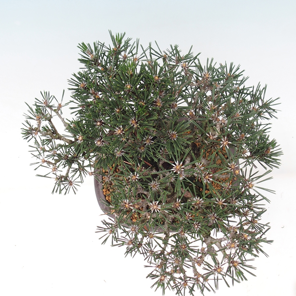 Outdoor bonsai - Pinus thunbergii Kotobuki - Thunberg pine
