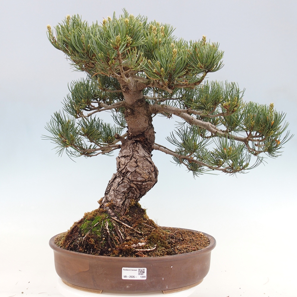 Outdoor bonsai - Pinus parviflora - Pinus parviflora