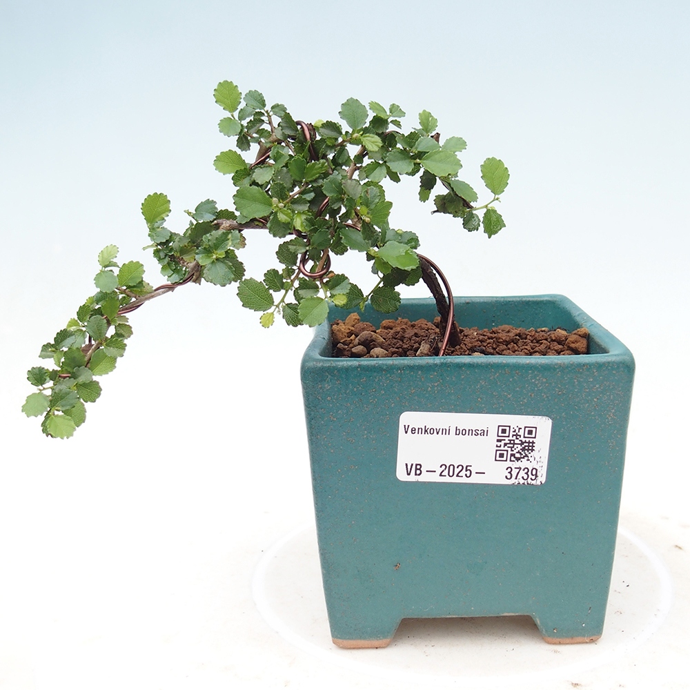 Indoor bonsai - Grewia sp. - Small-leaved Grewie