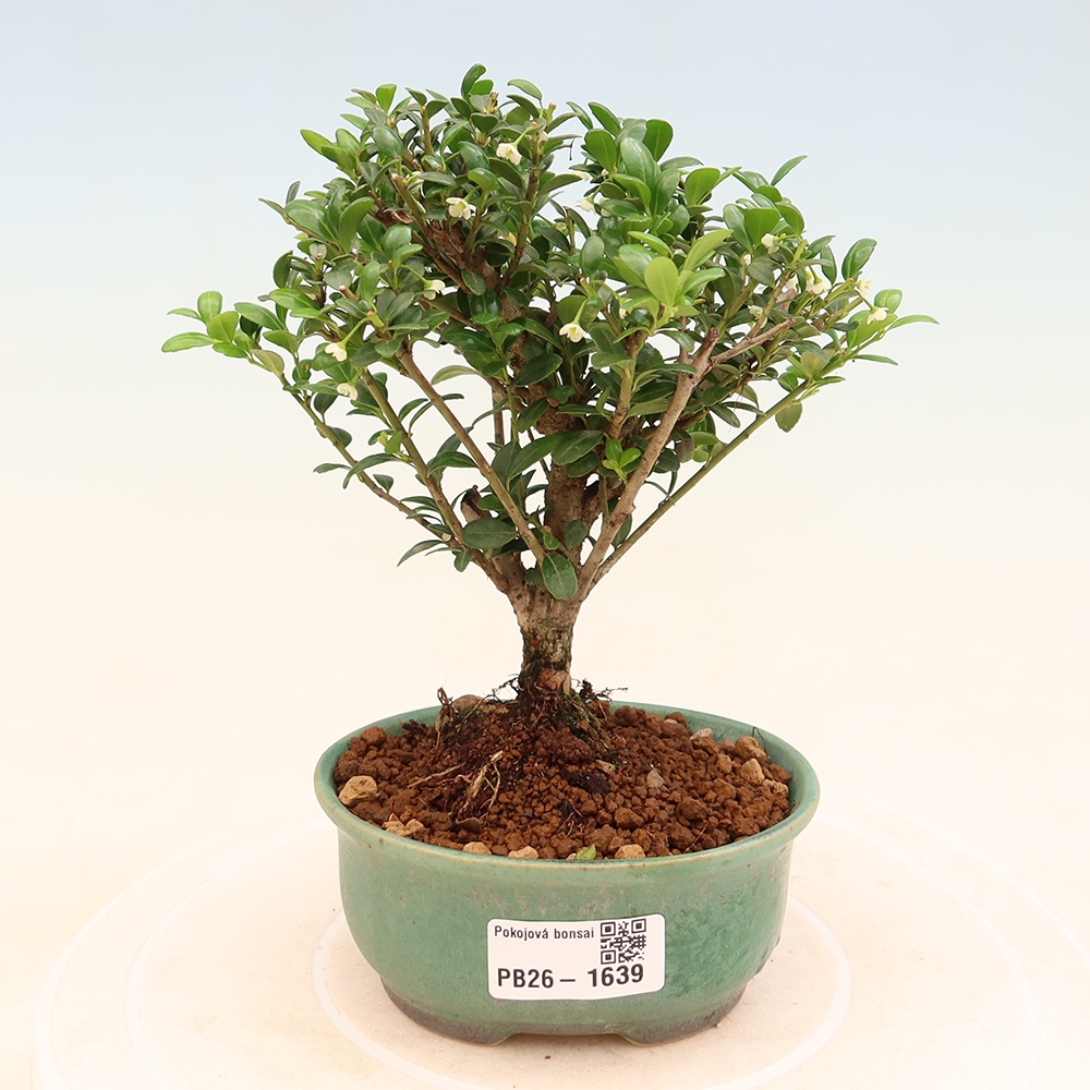 Room bonsai - Ilex crenata - Holly