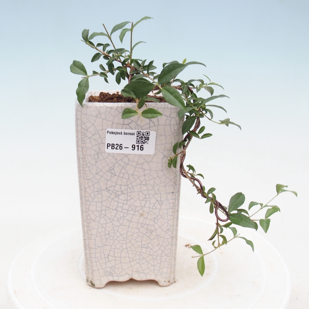 Room bonsai - Malpighia coccigera- Barbdor Cherry