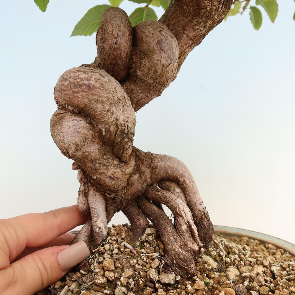 Outdoor bonsai -Carpinus CARPINOIDES - Korean Hornbeam