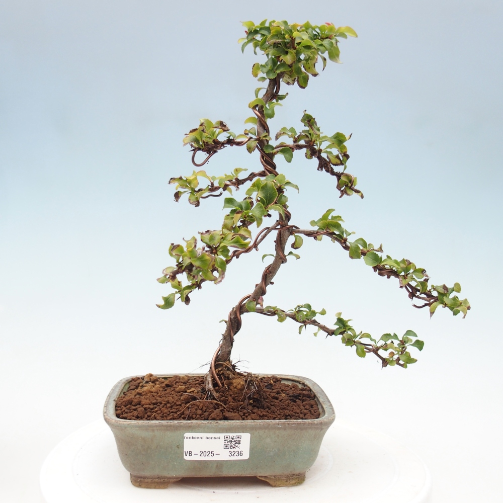 Outdoor bonsai - Chaenomeles with. Red Joy - Quince