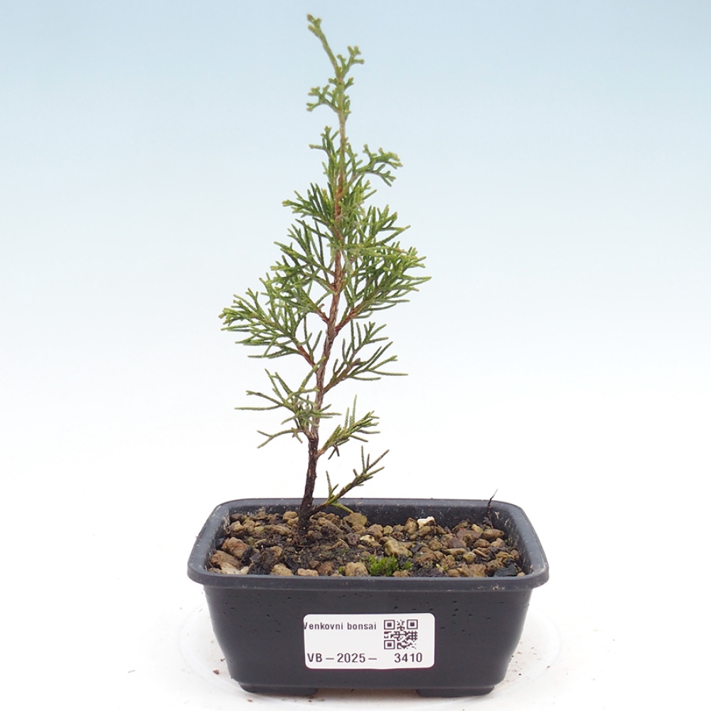 Outdoor bonsai - Juniperus chinensis Itoigawa - Chinese juniper