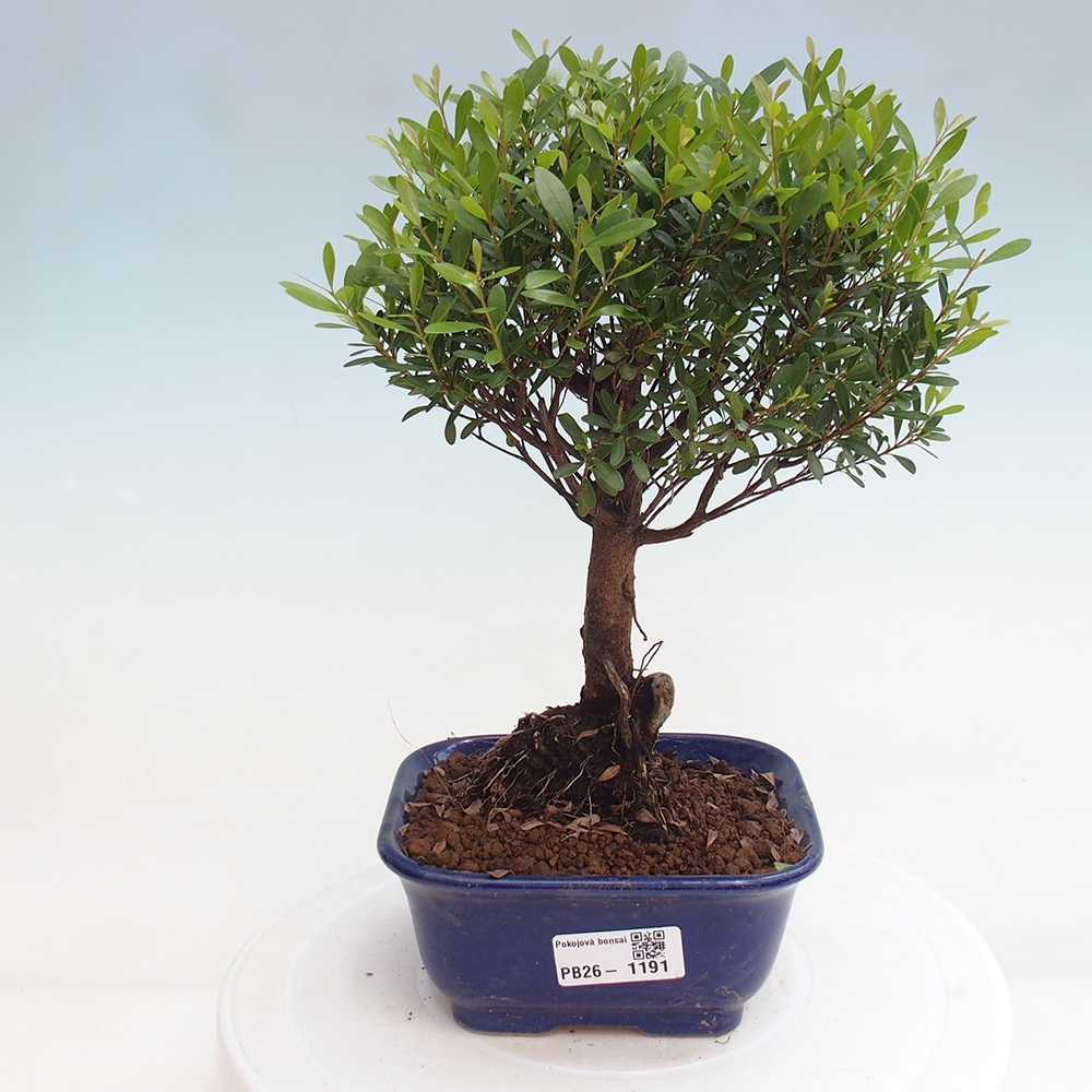 Room bonsai - Syzygium - Pimento