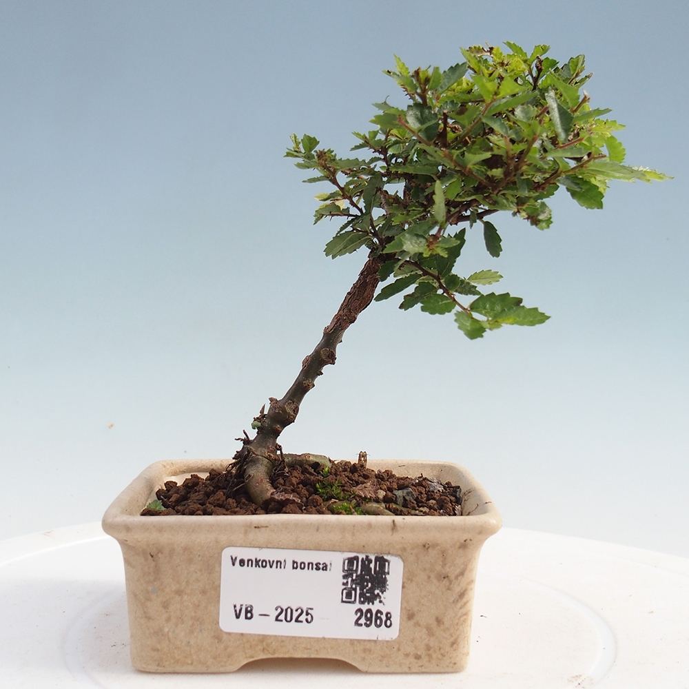 Outdoor bonsai - Ulmus parvifolia Sagei - Small-leaved elm