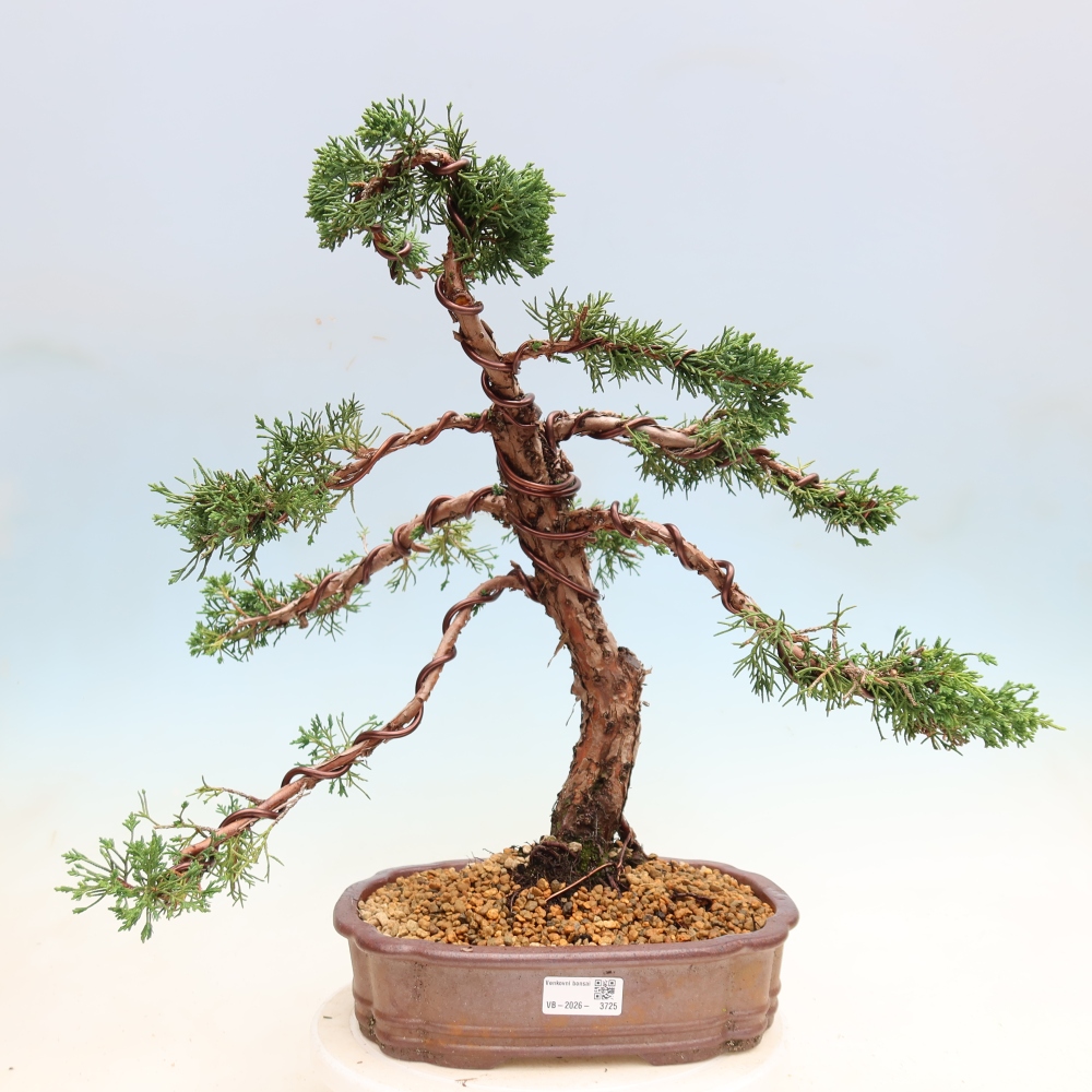 Outdoor bonsai - Juniperus chinensis Kishu
