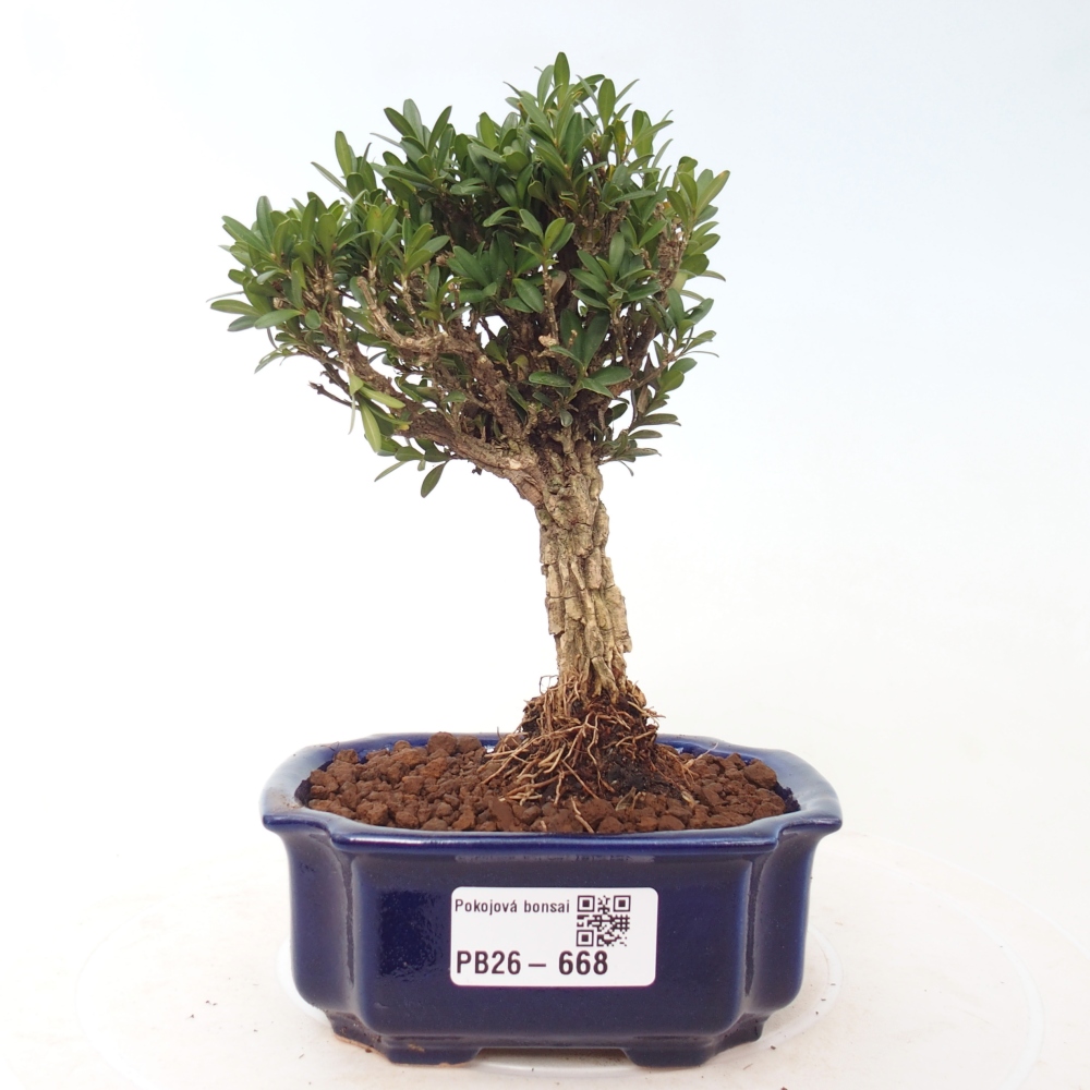 Room bonsai - Buxus harlandii - cork buxus