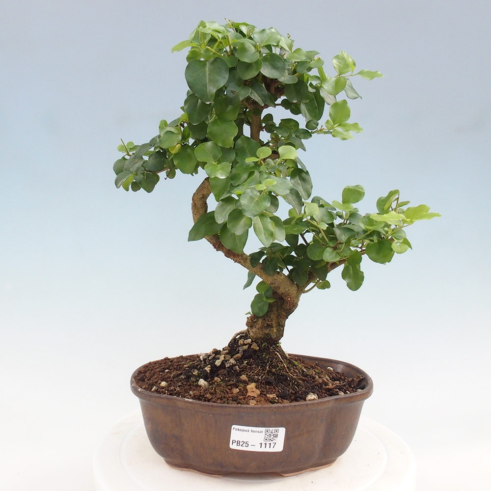 Indoor bonsai - Ligustrum chinensis - Bird's eye view