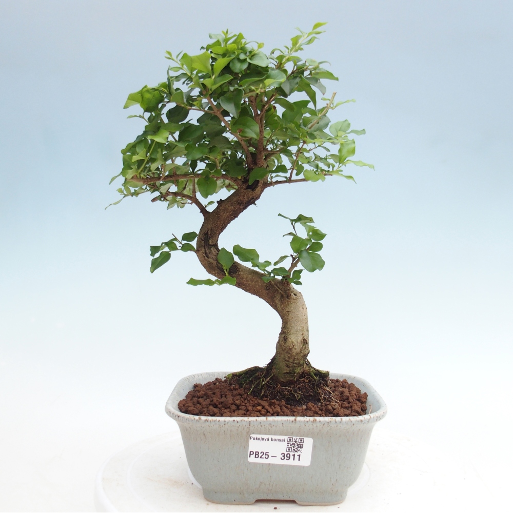 Room bonsai -Ligustrum chinensis - Birds Beak