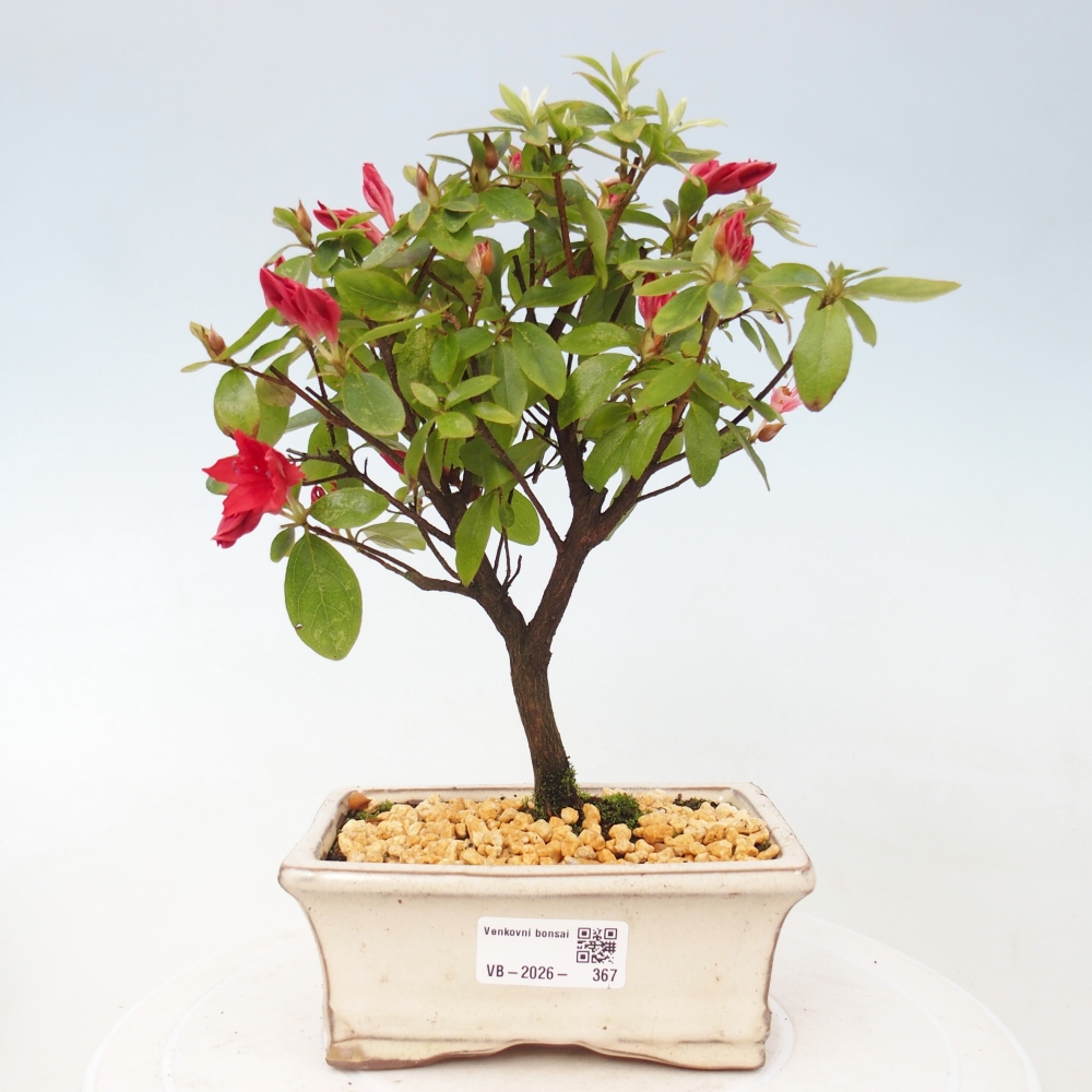 Outdoor bonsai - Japanese azalea - Azalea sp.