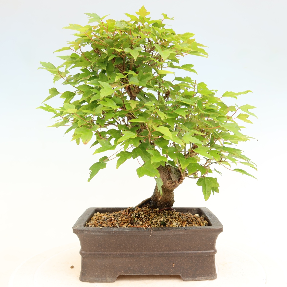 Outdoor bonsai - Maple Burger - Acer Burgerianum