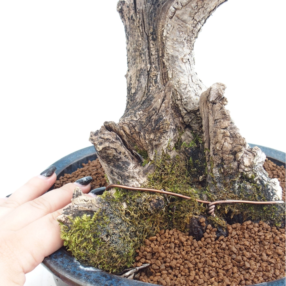 Indoor bonsai - Olea europaea sylvestris - European small-leaved olive oil