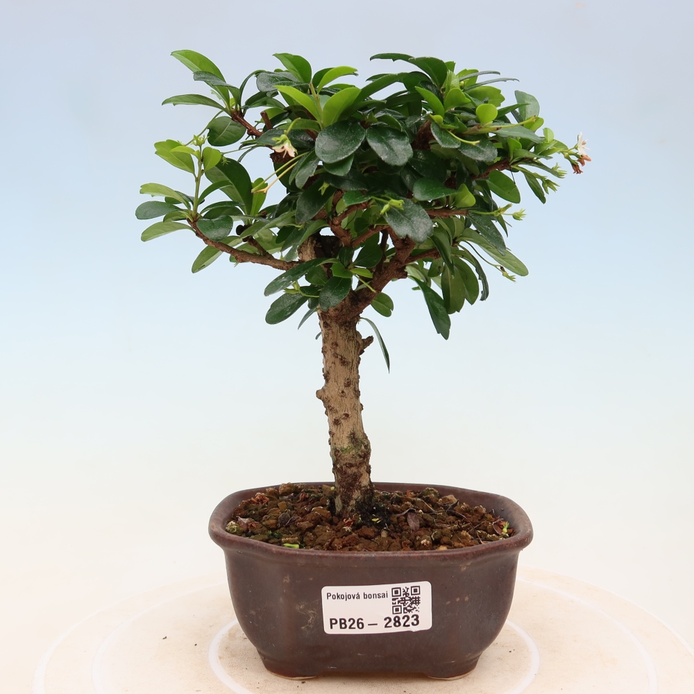 Room bonsai - Carmona macrophylla - Tea fuki