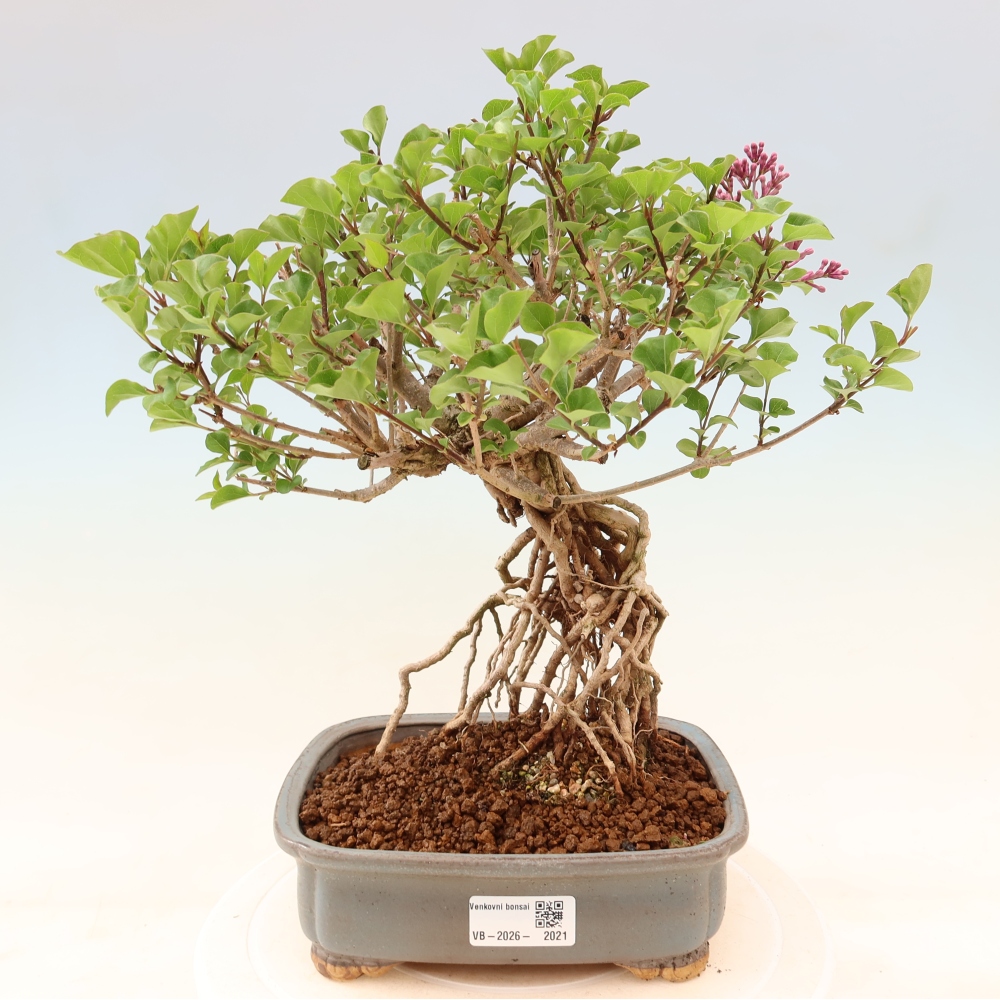 Outdoor bonsai - Syringa microphylla - small-flowered lilac