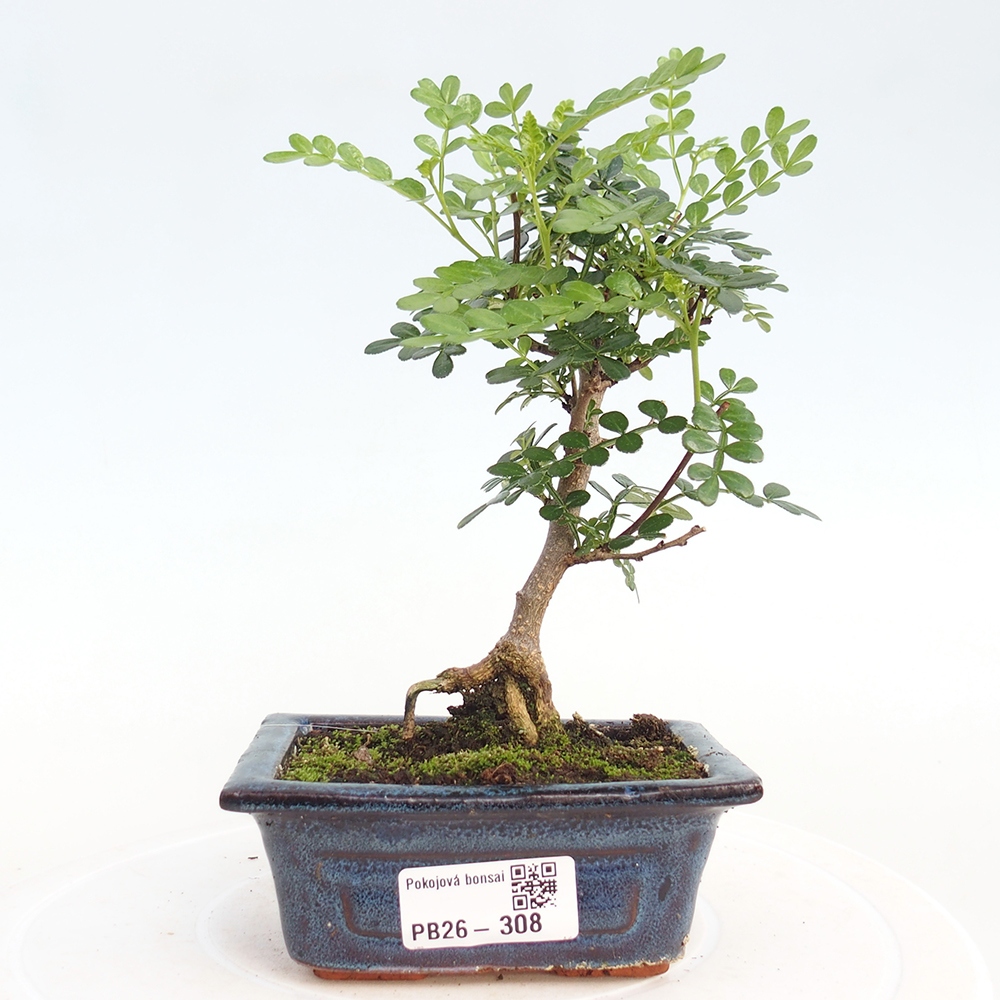 Room bonsai - Zantoxylum piperitum - pepper tree