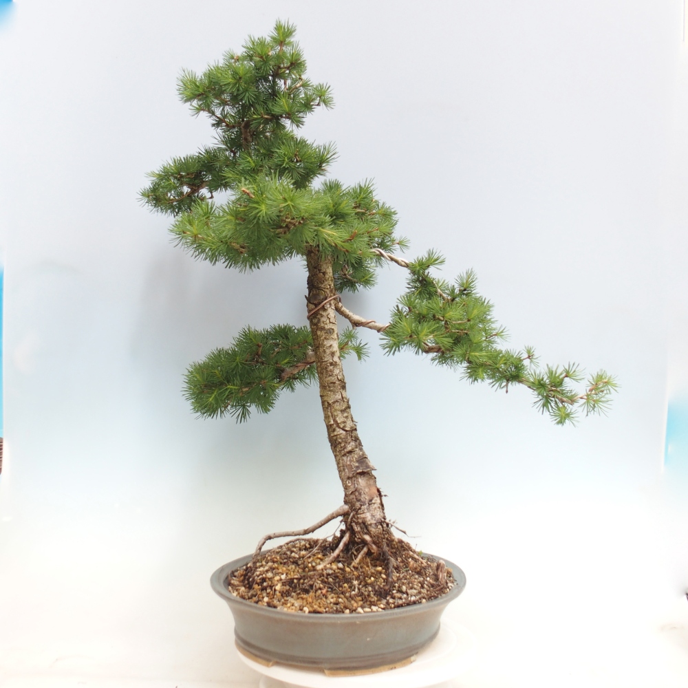 Outdoor bonsai -Larix decidua - Larch