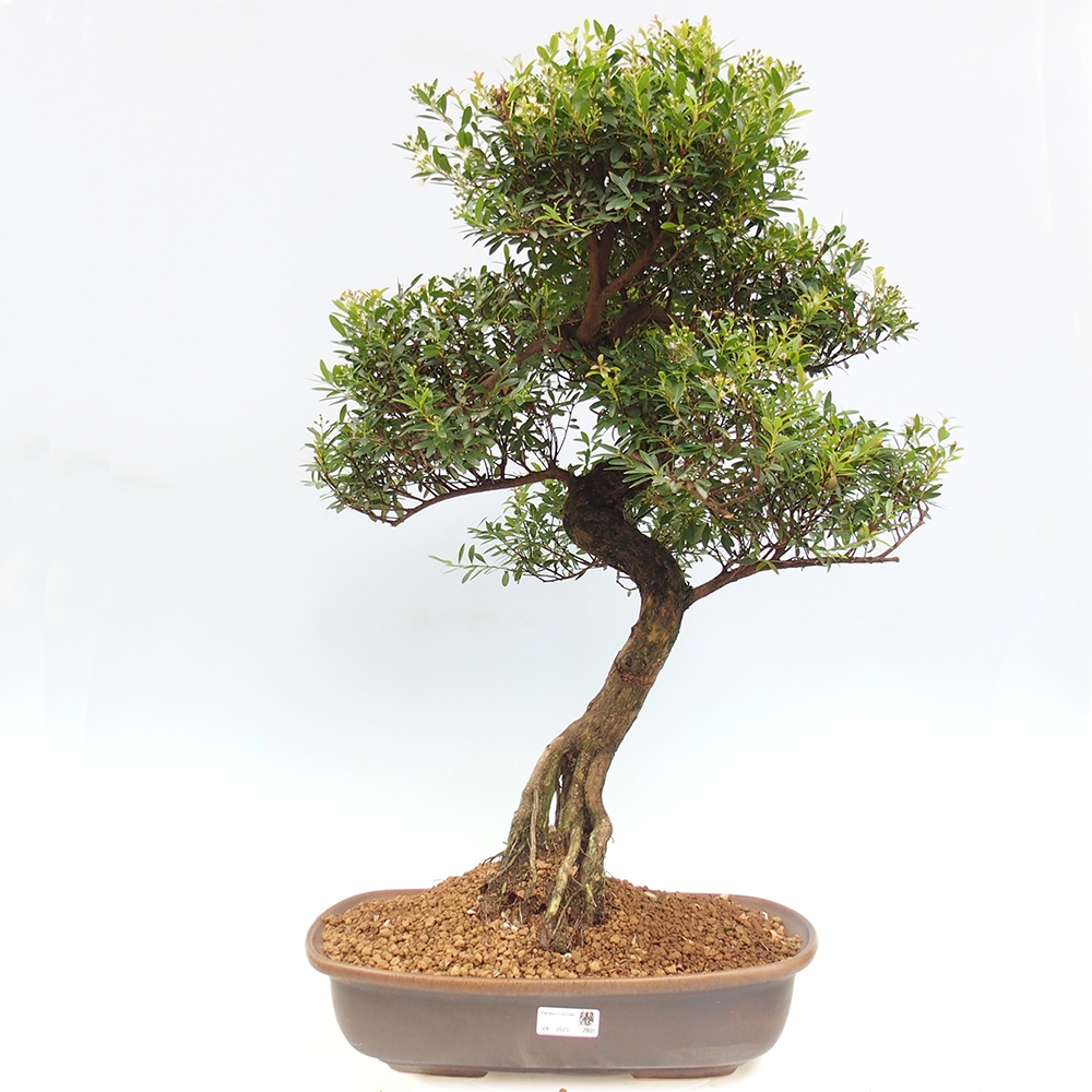 Indoor bonsai - Syzygium - Pimento - PERSONAL COLLECTION ONLY or pallet transport