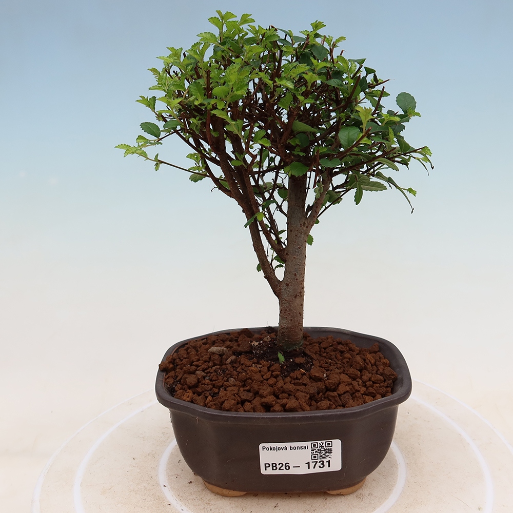 Room bonsai - Ulmus parvifolia - Small-leaved elm