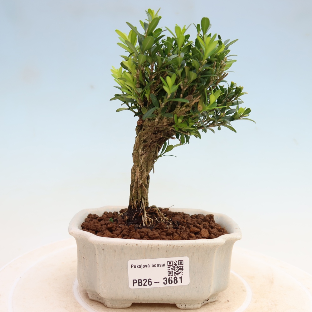 Room bonsai - Buxus harlandii - cork buxus