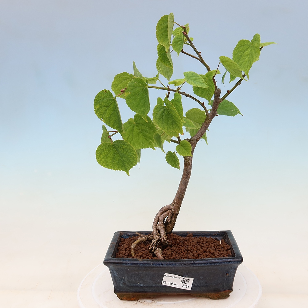 Outdoor Bonsai - Small-leaved Lime - Tilia cordata